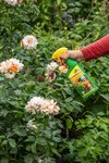 Nuevo fungicida natural para el cuidado de unas plantas hortícolas, frutales y ornamentales