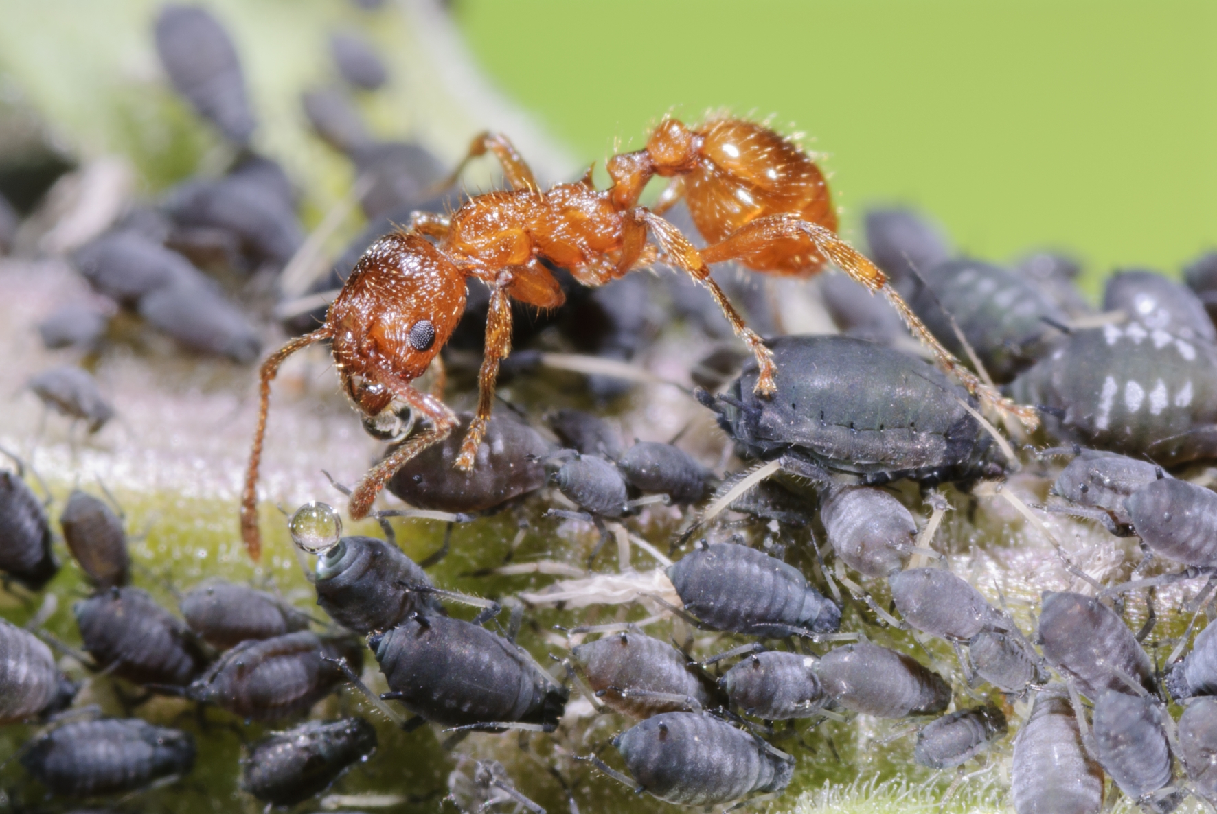 Hormiga cuidando del pulgón negro