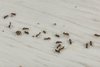 Evitar de forma controlada los daños causados por las hormigas con Neudorff