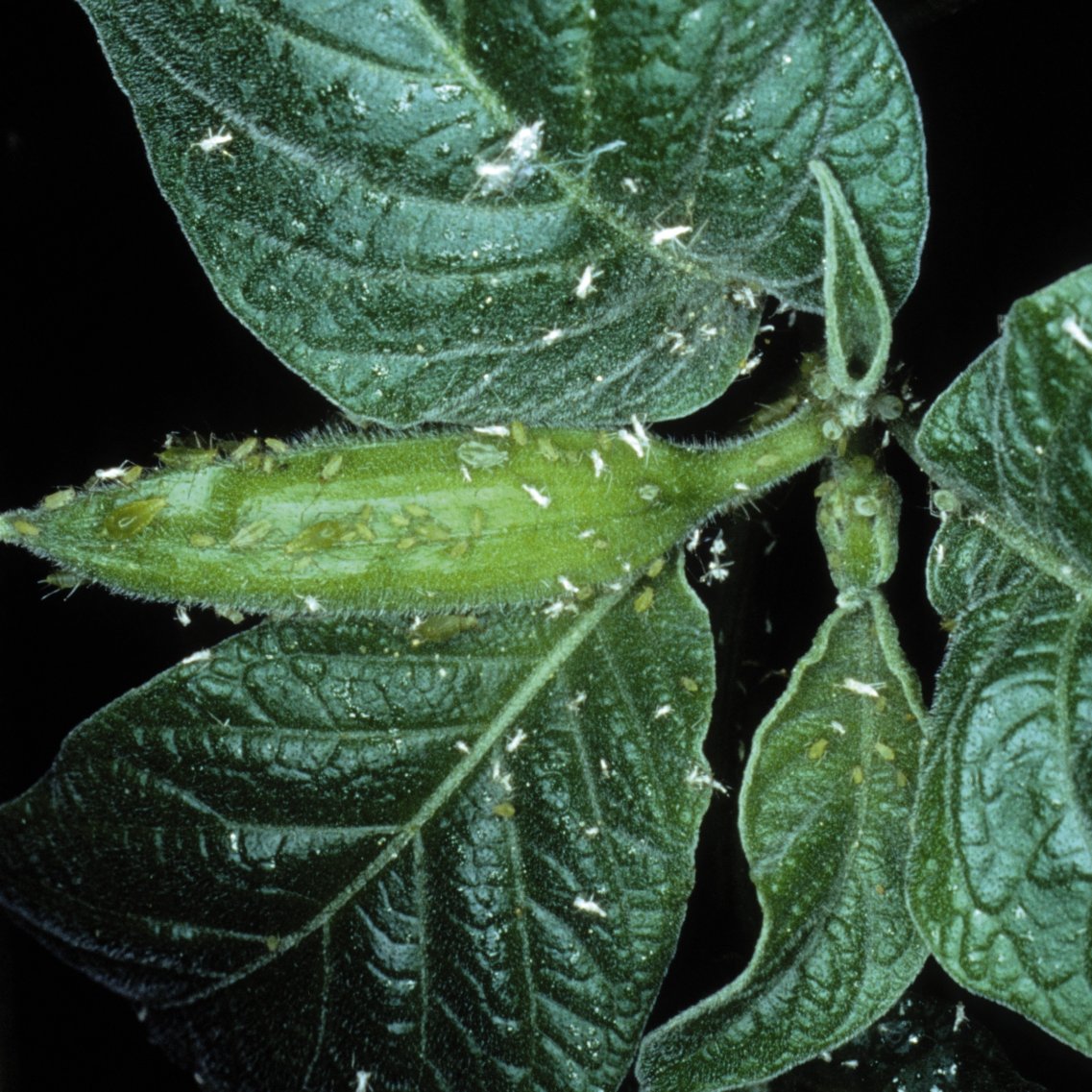 Pequeños pulgones blancos en una planta