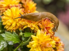 Repelente de gatos, Neudorff - Floristería Basusta, Gipuzkoa