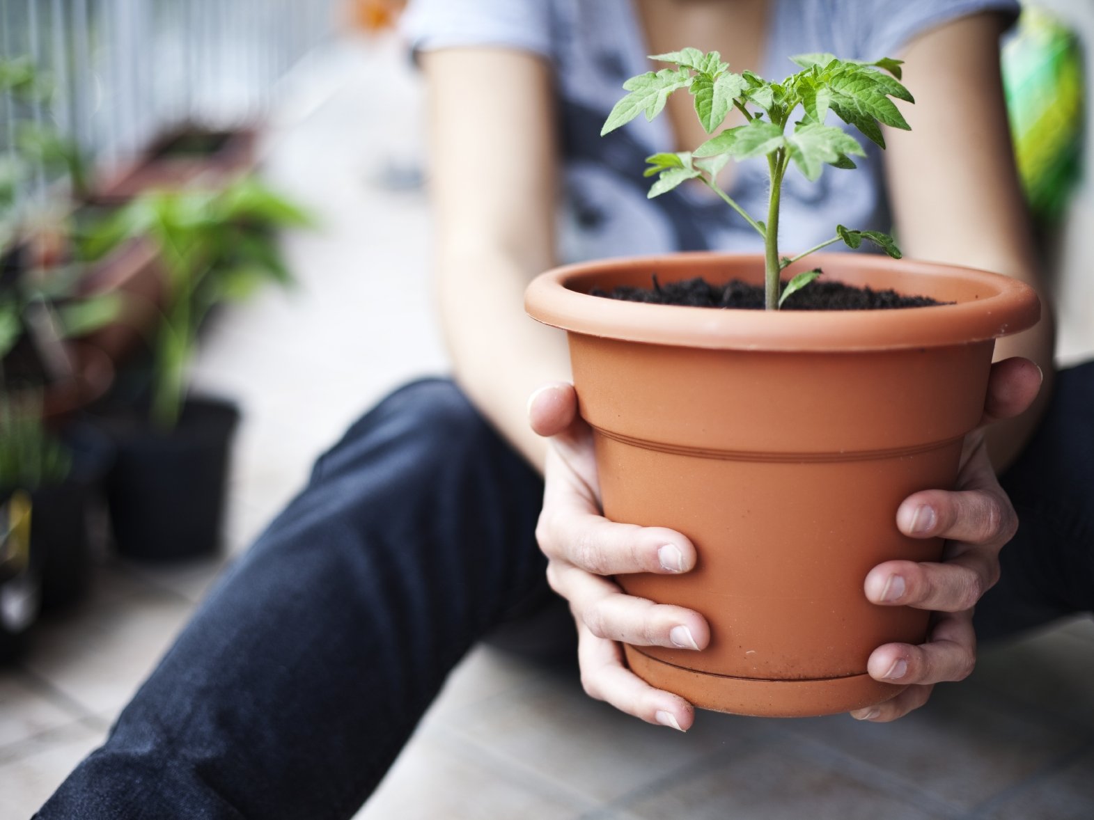 Los tomates de cultivo propio ofrecen explosiones de sabor nunca antes conocidas.