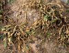Diga adiós a las malas hierbas – con Finalsan® Herbicida NATURAL de Neudorff