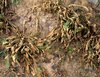 Diga adiós a las malas hierbas – con Finalsan® Herbicida NATURAL de Neudorff