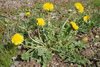 Diga adiós a las malas hierbas – con Finalsan® Herbicida NATURAL de Neudorff