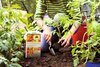 Las nuevas Guías para proyectos de Neudorff inspiran al país a dedicarse a la jardinería