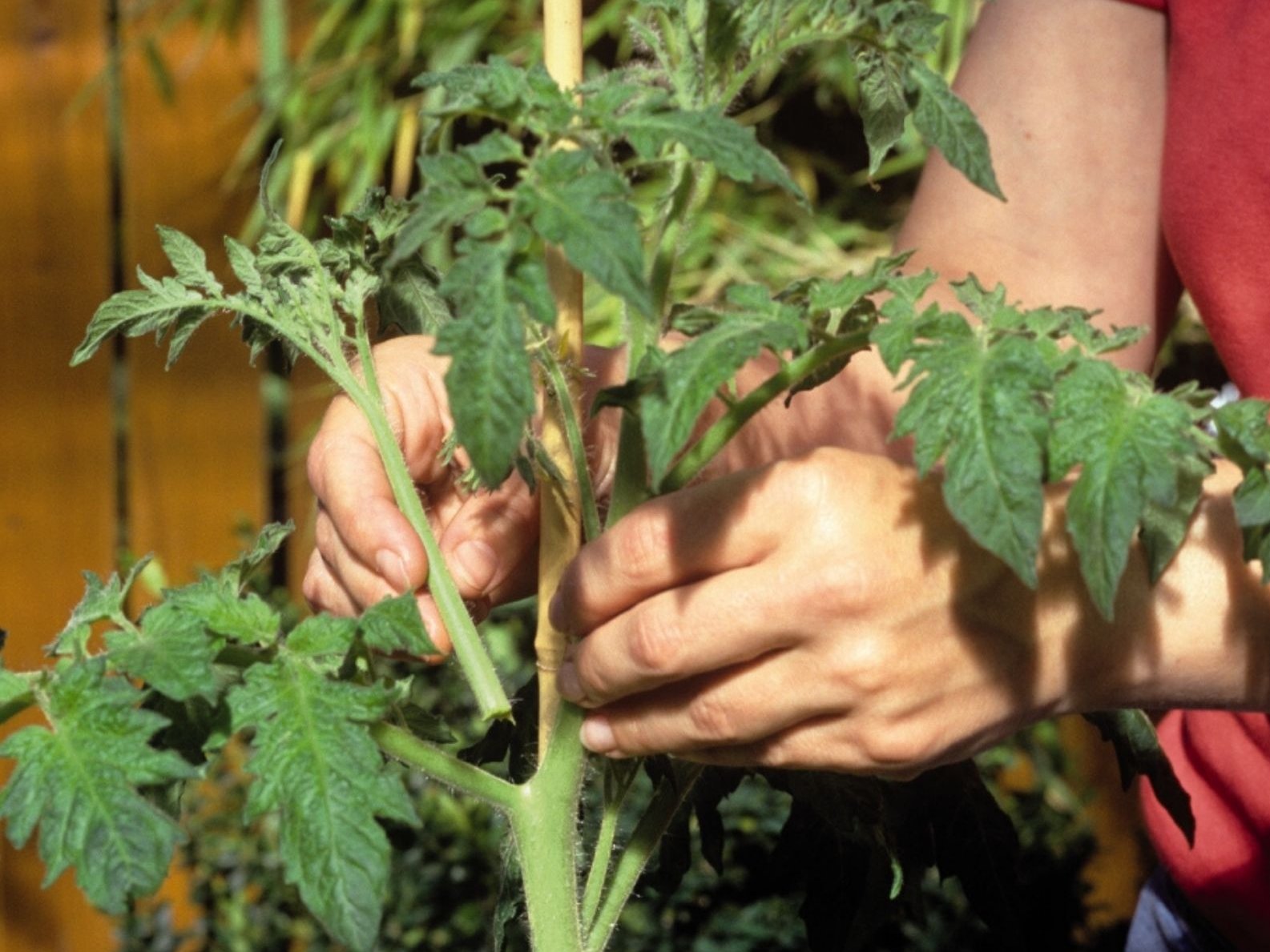 Los tomates de cultivo propio ofrecen explosiones de sabor nunca antes conocidas.