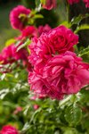 Abona rosas, geranios y otras plantas con flores de forma orgánica ¡aumenta su belleza!