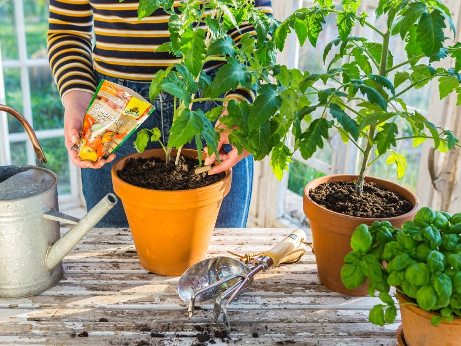 Los tomates de cultivo propio ofrecen explosiones de sabor nunca antes conocidas.