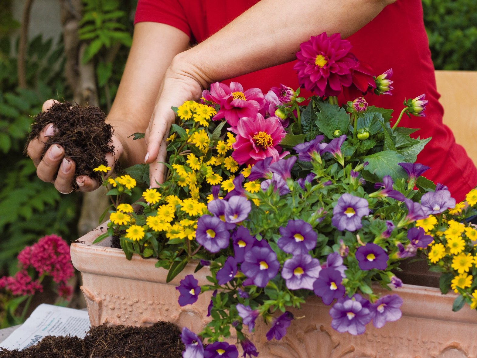 Después de que todas plantas estén colocadas en su sitio, rellene los huecos con tierra para macetas 