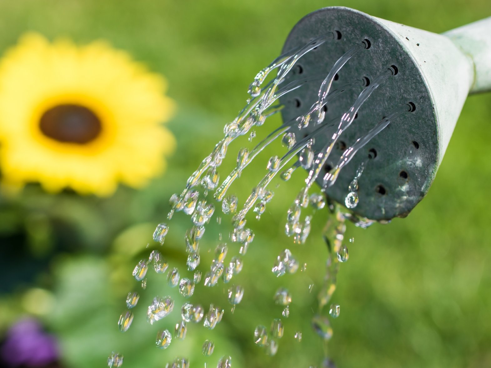 Una regadera de la que sale agua Una regadera de la que sale agua