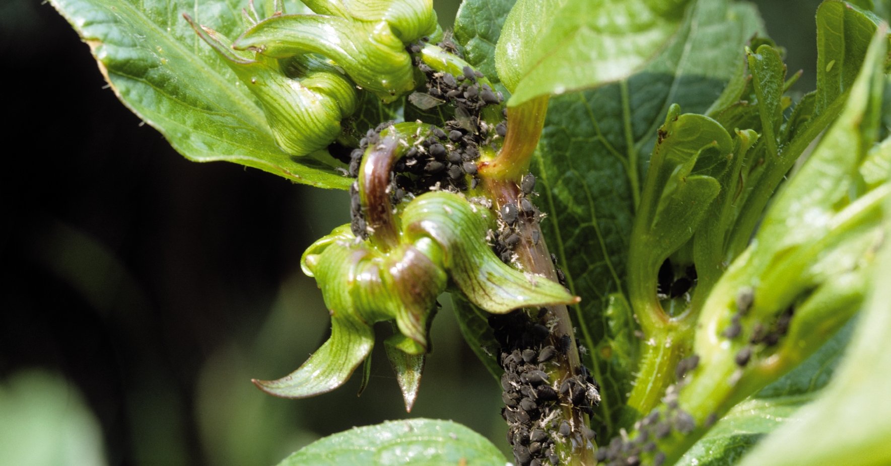 pulgones negros en una planta verde