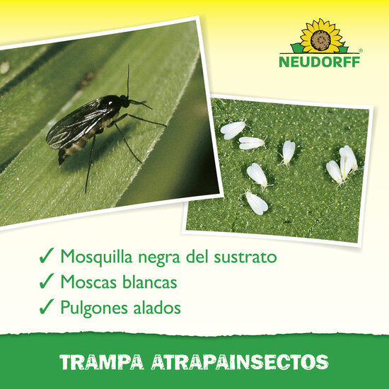 Trampa Atrapainsectos Sprechende Bilder Bild 4_ES