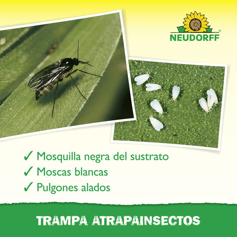 Trampa Atrapainsectos Sprechende Bilder Bild 4_ES