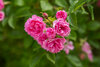 Abona rosas, geranios y otras plantas con flores de forma orgánica ¡aumenta su belleza!