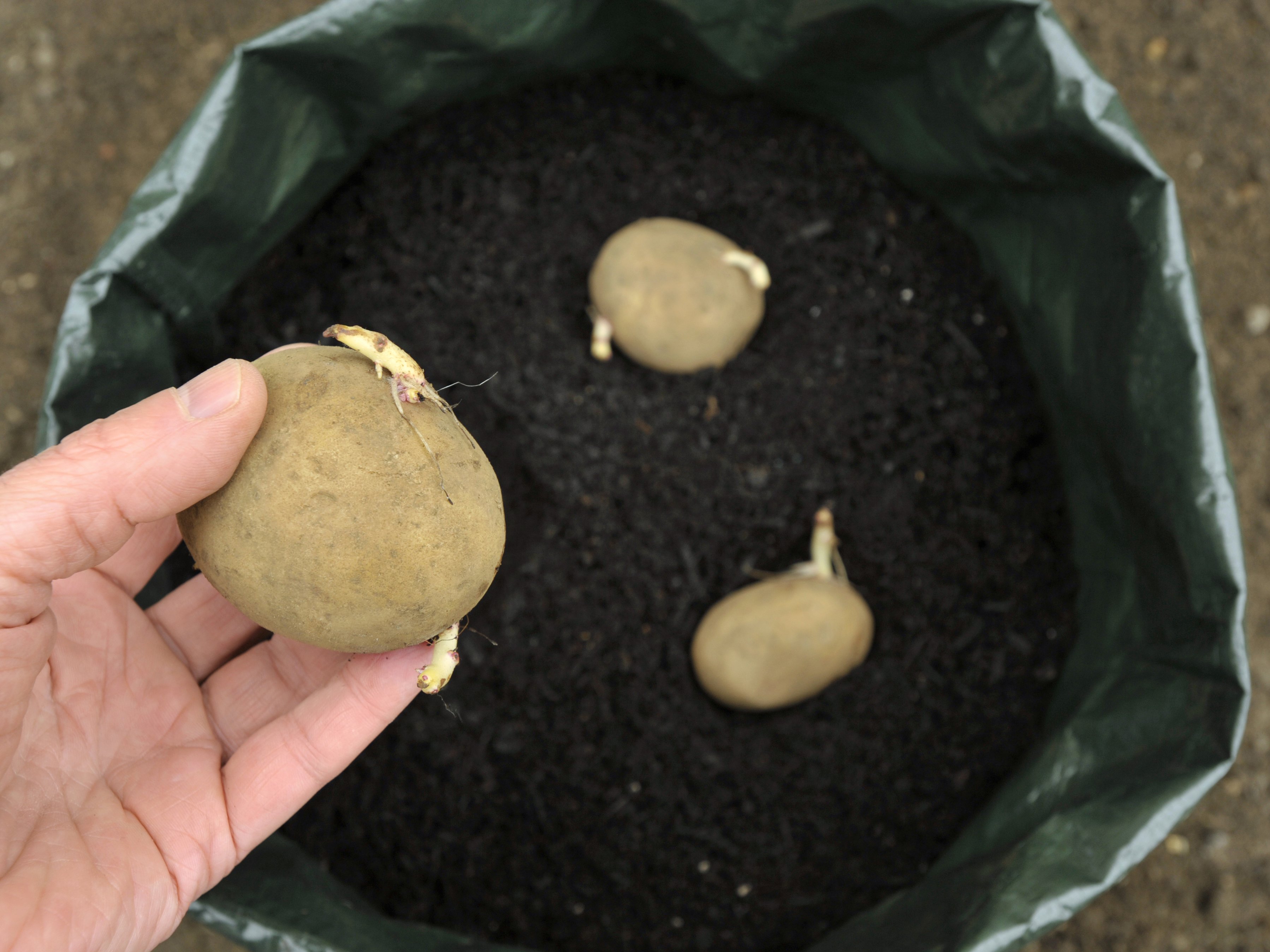 Poner patatas con brotes nuevos en la tierra