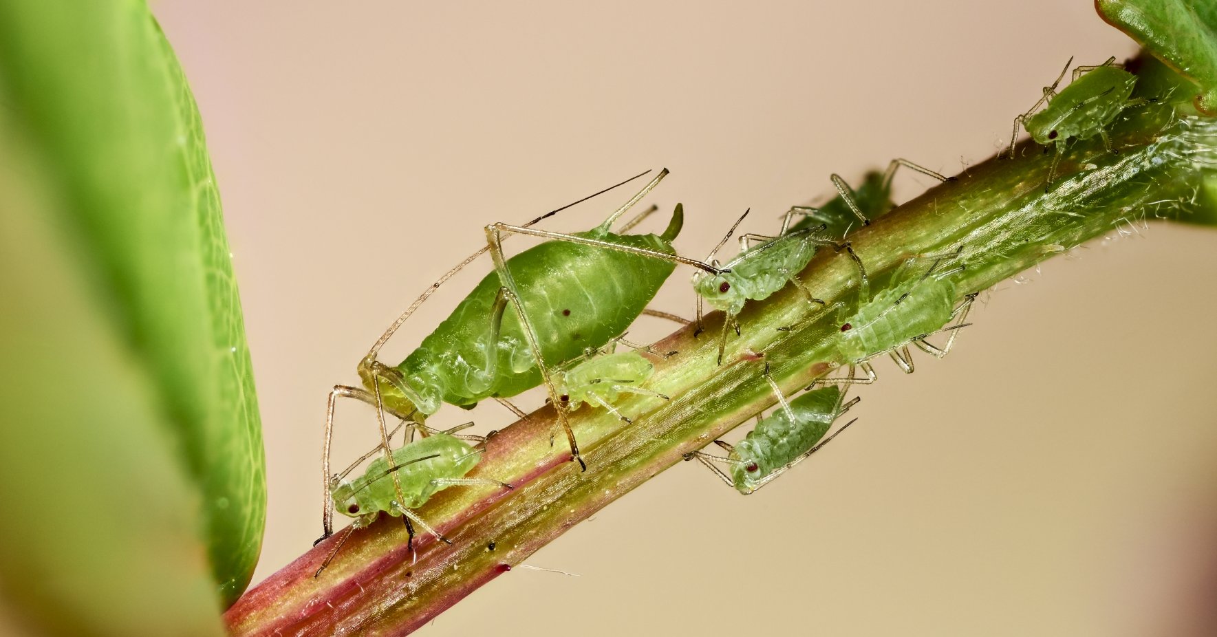 Pulgones en un estilo de hoja