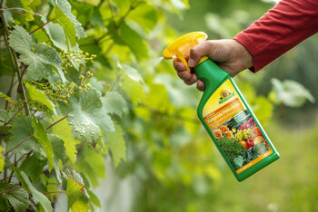 Nuevo fungicida natural para el cuidado de unas plantas hortícolas, frutales y ornamentales