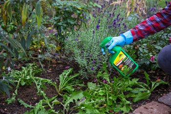 Haga frente al musgo en el césped de forma rápida y cuidadosa con el nuevo Finalsan® Herbicida NATURAL de Neudorff