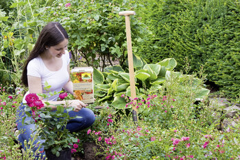 Abona rosas, geranios y otras plantas con flores de forma orgánica ¡aumenta su belleza!