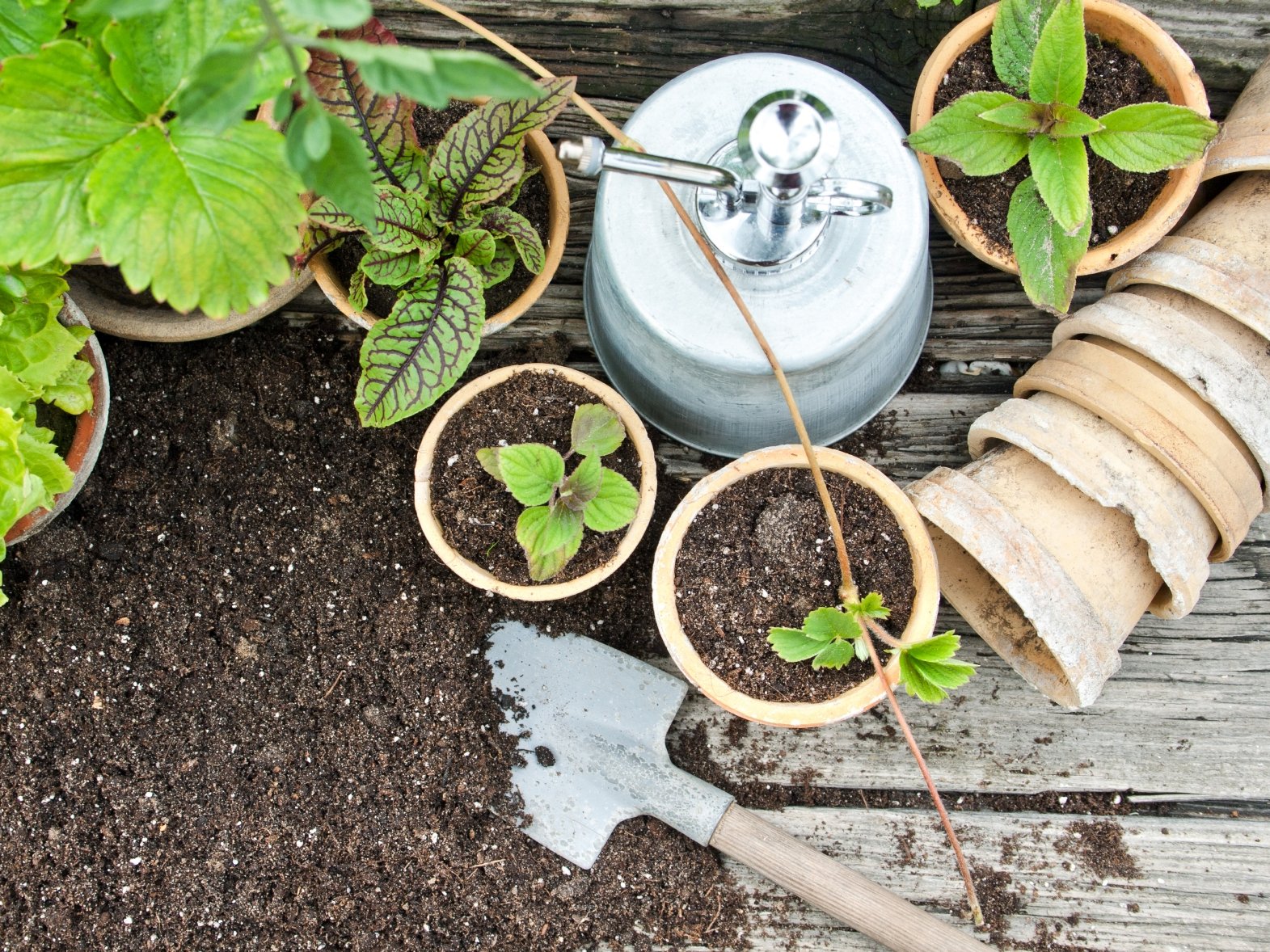 Plantas en macetas con tierra y una pala pequeña