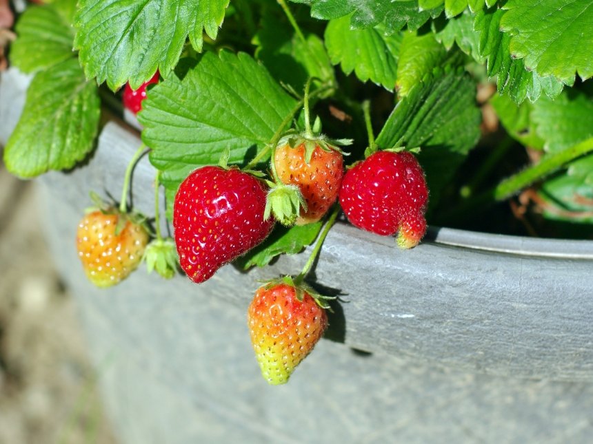 Erdbeeren anzubauen funktioniert auch auf dem Balkon Erdbeeren anzubauen funktioniert auch auf dem Balkon