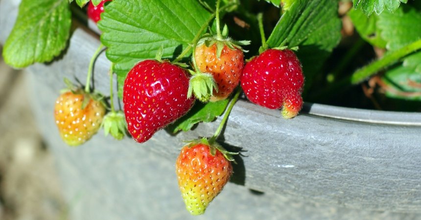 Fresas aún colgando de la planta Fresas aún colgando de la planta