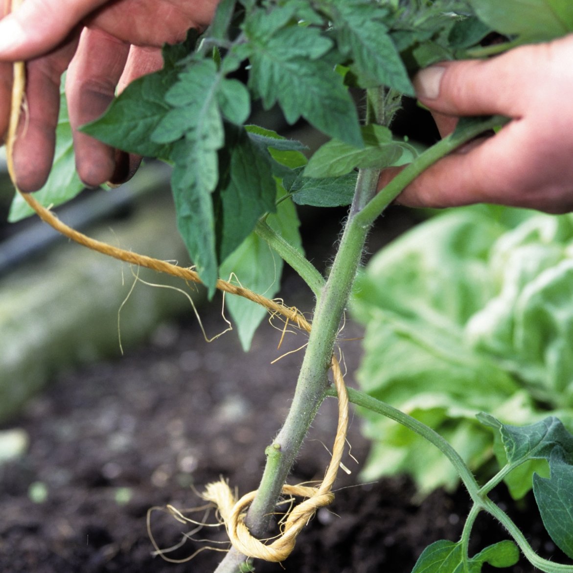 Los tomates de cultivo propio ofrecen explosiones de sabor nunca antes conocidas.