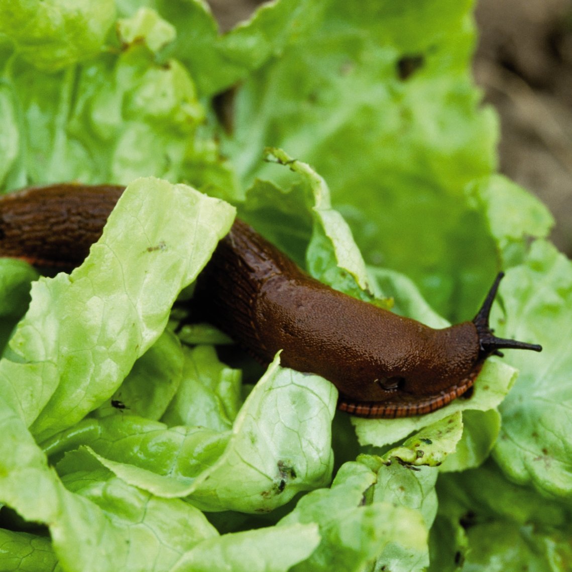 babosa marrón sobre ensalada verde