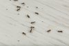 Evitar de forma controlada los daños causados por las hormigas con Neudorff