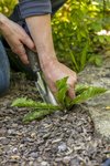 Neudorff le ayuda a eliminar las plagas de pulgones de sus terrazas, jardines y huertos