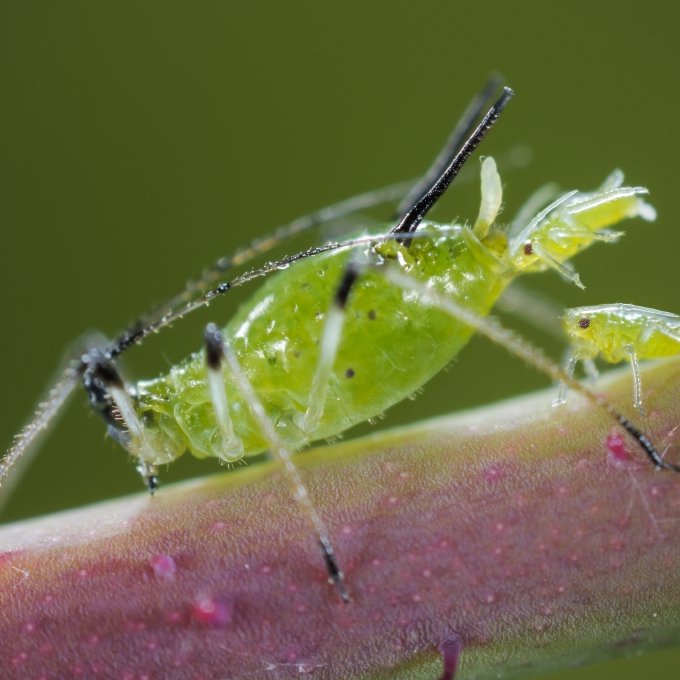 pulgones verdes grandes y pequeños