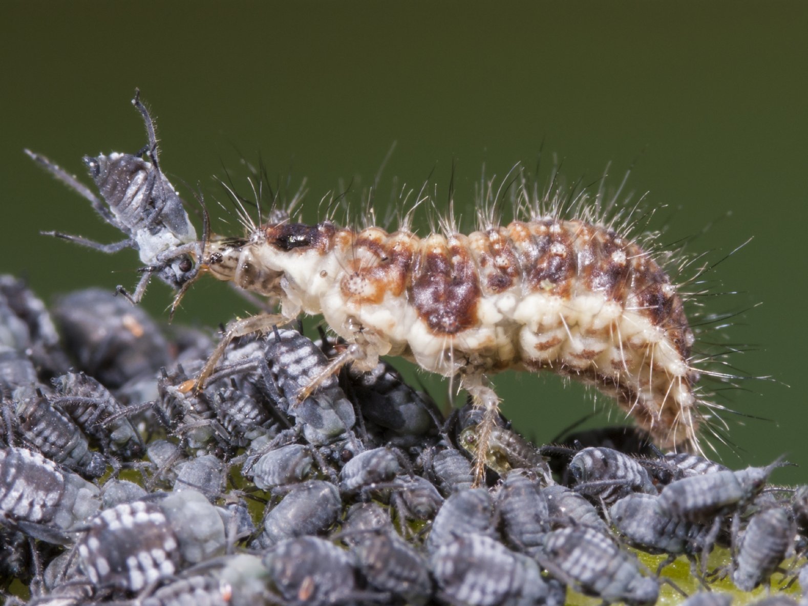 Pulgones negros y una larva de crisopa