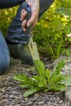 Diga adiós a las malas hierbas – con Finalsan® Herbicida NATURAL de Neudorff