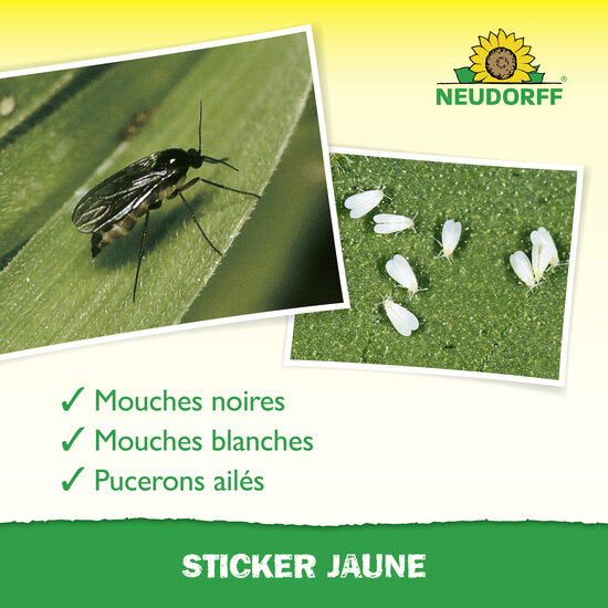 Trampa Atrapainsectos Sprechende Bilder Bild 4