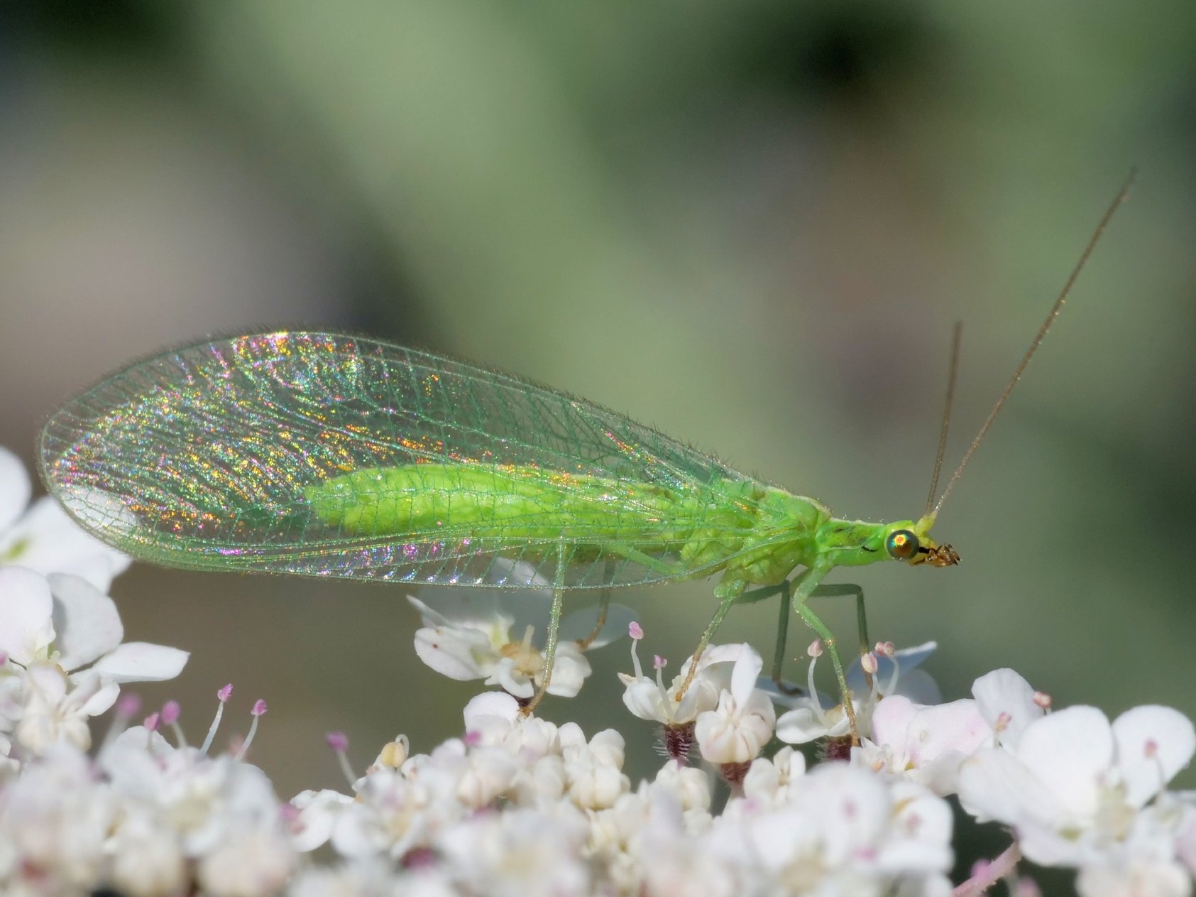 Crisopa en una flor blanca