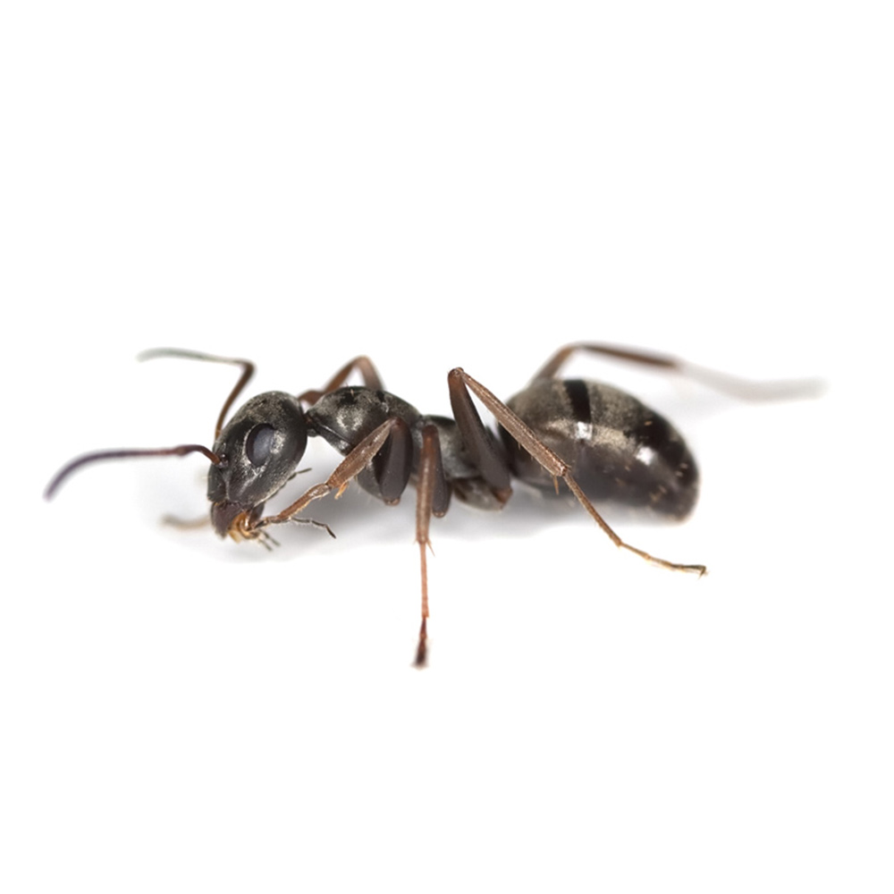 Hormiga sobre fondo blanco