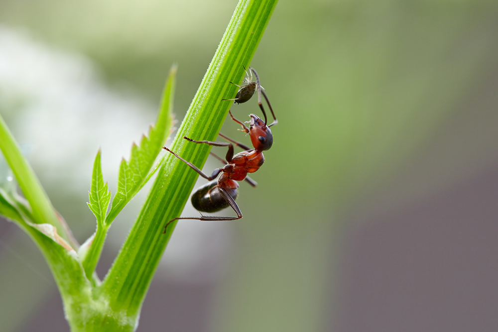 Hormiga y un pulgón negro en un tallo de hoja