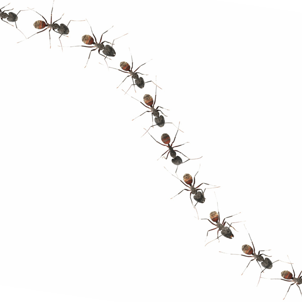 Ruta de las hormigas