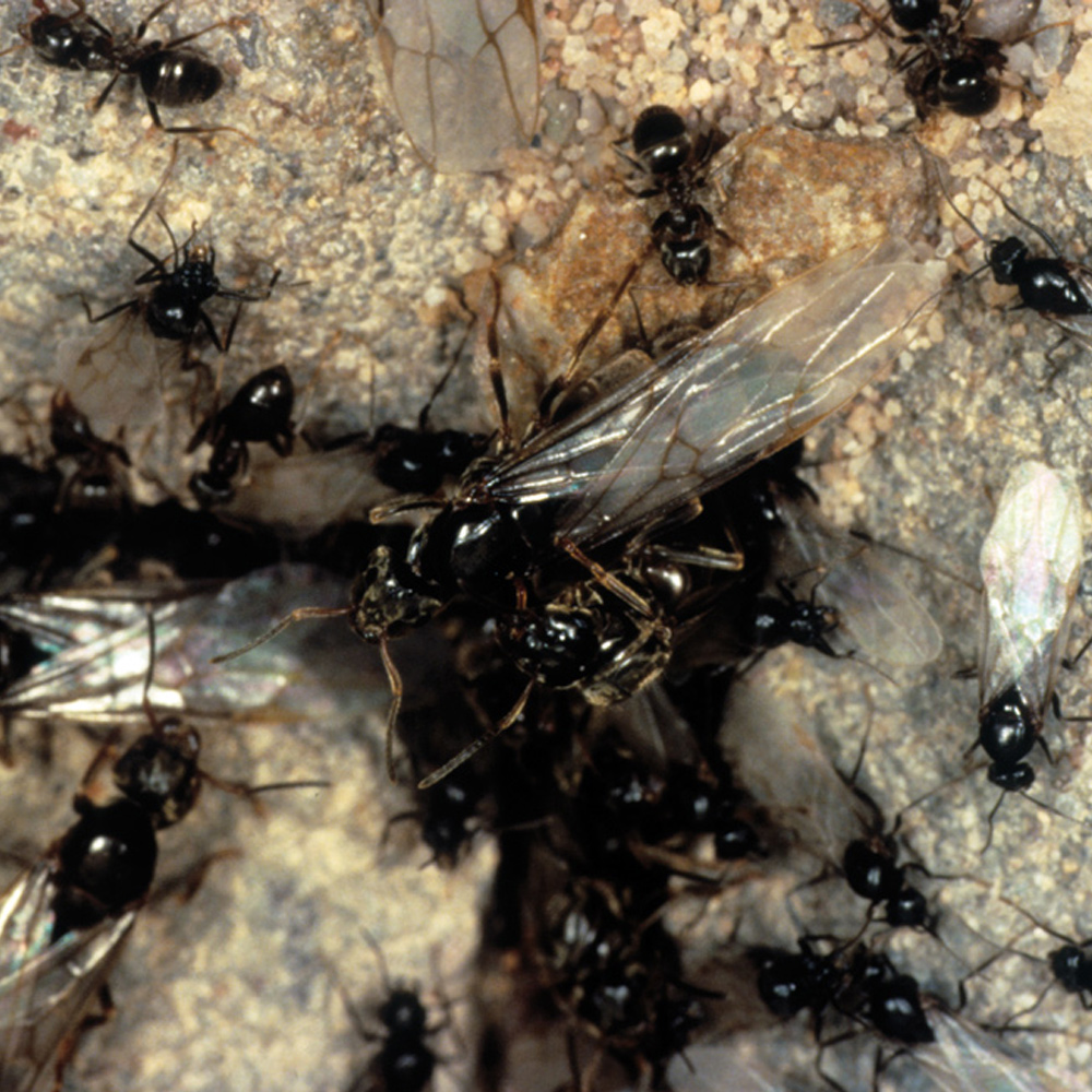 Hormiga reina en el hormiguero