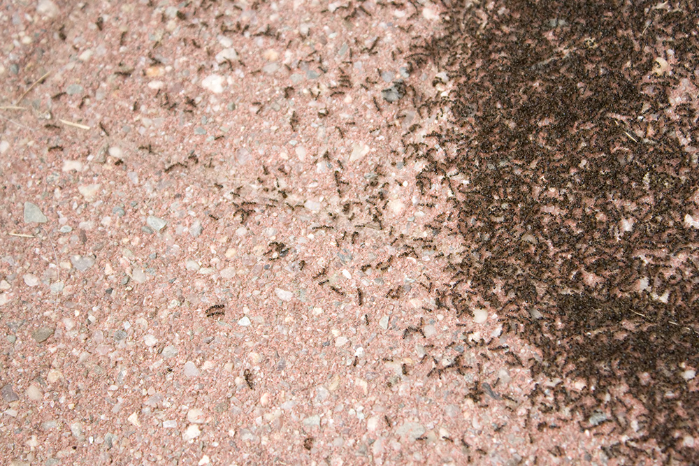 Acumulación de hormigas