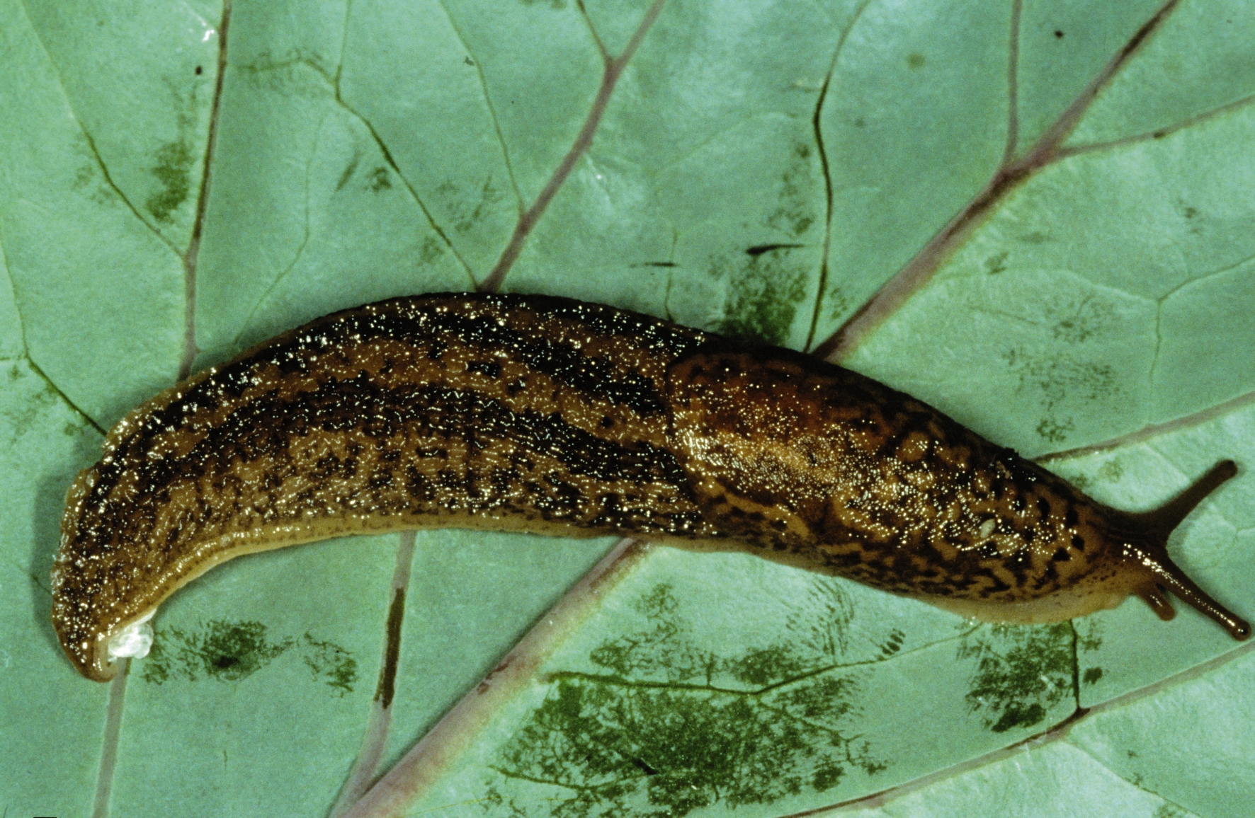 Limax maximus