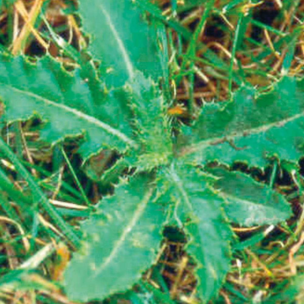 Cirsium arvense (cardo cundidor)