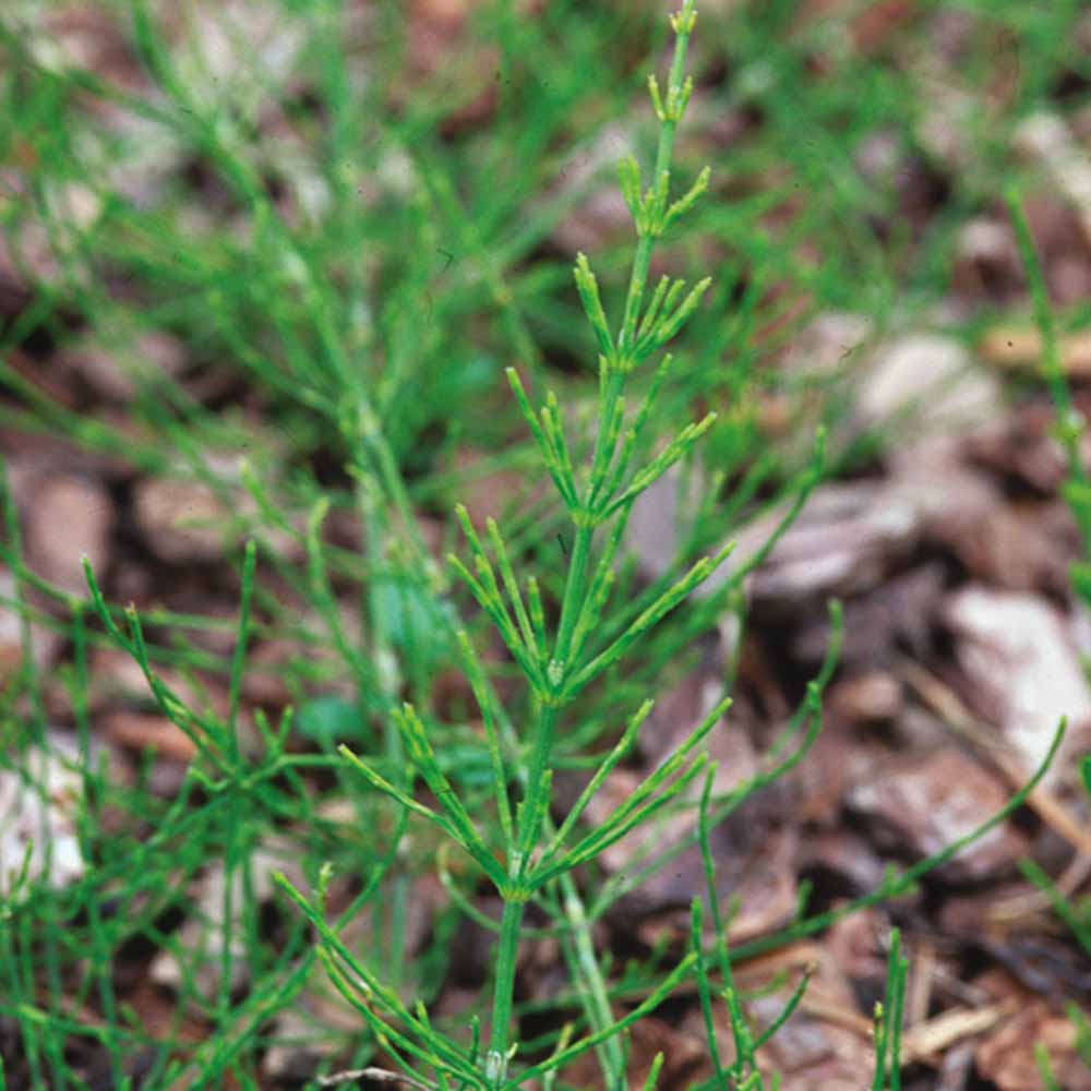 Equisetum arvense (cola de caballo)