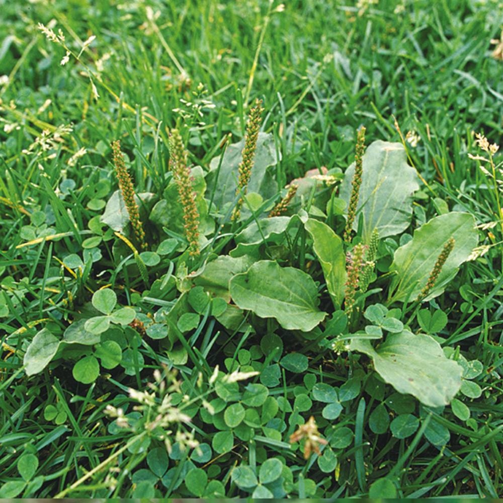 Plantago major