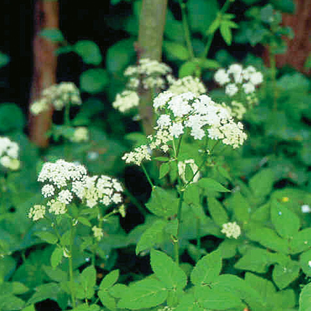 Aegopodium podagraria