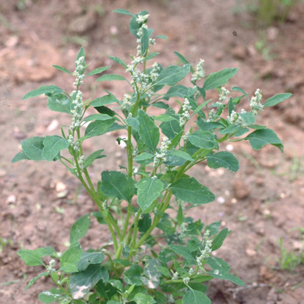 Atriplex