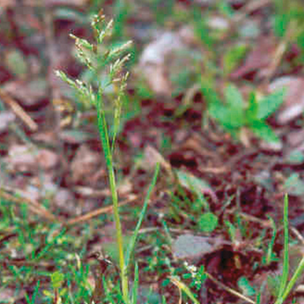 Poa trivialis (poa común)