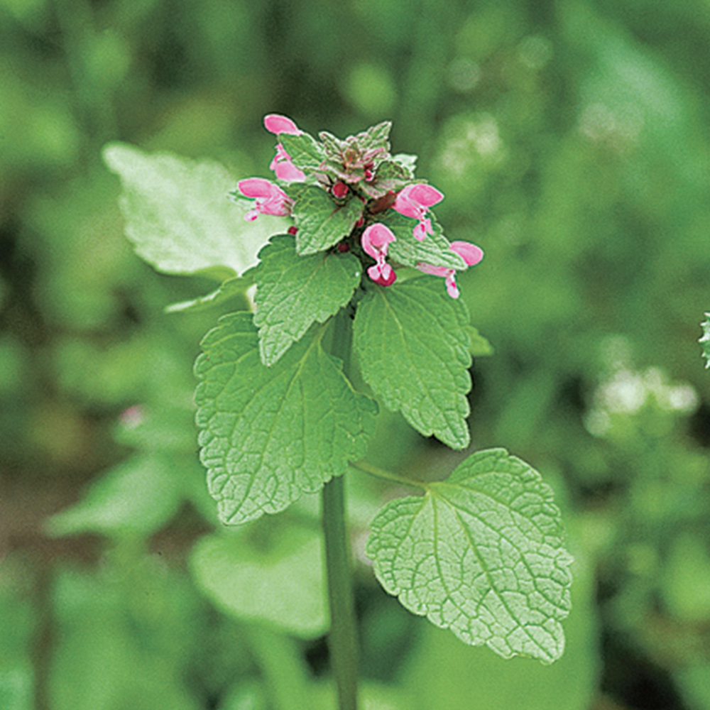 Lamium purpureum