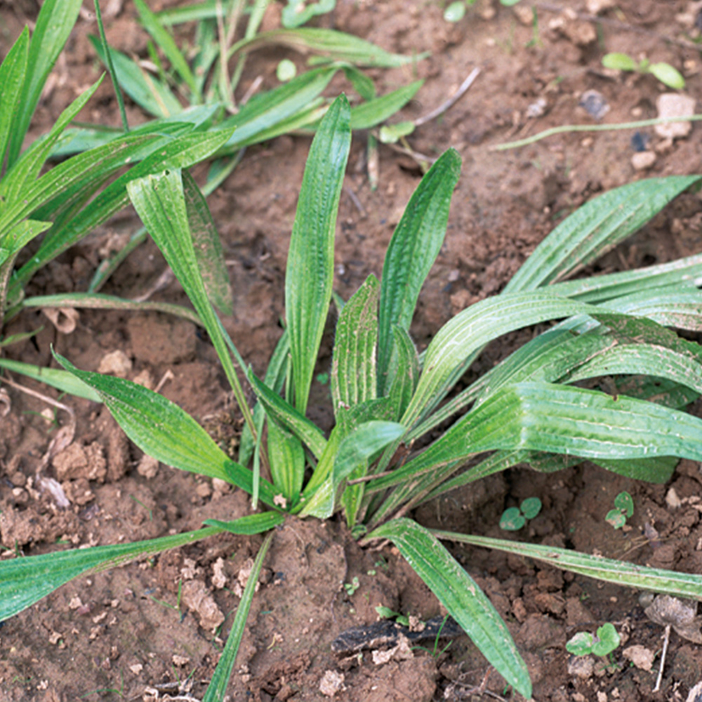 Plantago lanceolata